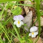Viola tricolor Lorea