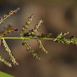 Steinchisma laxum Fruchs