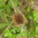 Geum aleppicum Fruit