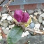 Rhododendron lapponicum Flower