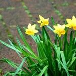 Narcissus jonquilla Fuelha