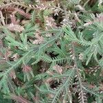 Selaginella concinna Hoja