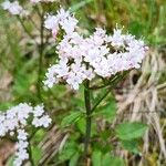 Valeriana tripteris Flor