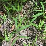 Microstegium vimineum Leaf