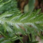 Selaginella versicolor Blatt