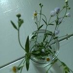 Erigeron strigosus Likasa