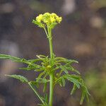 Reseda lancerotae 其他
