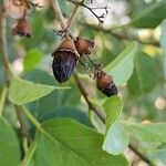 Cordia dichotoma Фрукт