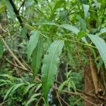 Salix triandra Leaf