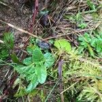 Scrophularia auriculata Leaf