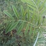 Onobrychis arenaria 葉