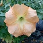 Brugmansia versicolor Blomst