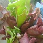 Sarracenia purpurea 葉