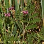 Turgenia latifolia Alkat (teljes növény)