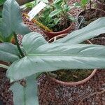 Philodendron hastatum Hoja