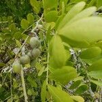 Sophora secundiflora Плод