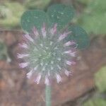 Trifolium hirtum Floare