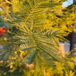 Acacia decurrens Feuille