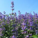 Salvia pratensis Habit
