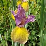 Iris spuria Flower
