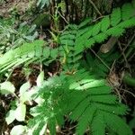 Vachellia collinsii Yaprak