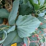 Cyphostemma juttae Hoja