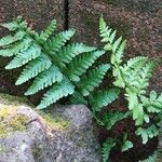 Dryopteris cristata पत्ता