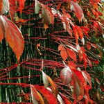 Parthenocissus quinquefolia Folla