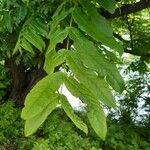 Pterocarya fraxinifolia برگ