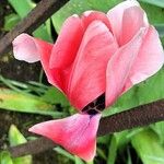 Tulipa spp. ᱵᱟᱦᱟ