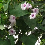 Ipomoea tiliacea Blüte