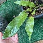 Leptochilus pteropus Leaf