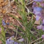 Penstemon secundiflorus অভ্যাস