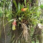 Aechmea nudicaulis Habit