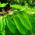 Prunus avium Blatt