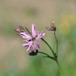 Lychnis flos-cuculi Blüte