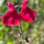 Salvia microphylla 花