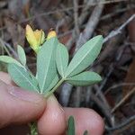 Crotalaria goreensis Elinympäristö