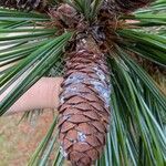 Pinus monticola Fruto