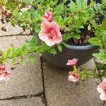 Calibrachoa parviflora Flower