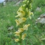 Pedicularis ascendens Flower