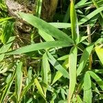 Phyllostachys aurea Blatt