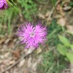 Dianthus hyssopifolius Цвят