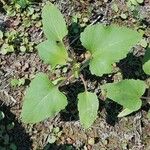 Xanthium strumariumLapas