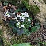 Cardamine trifolia Tervik taim