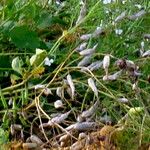 Raphanus raphanistrum (Fruit)