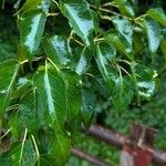 Acer caudatifolium Blad