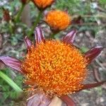 Scadoxus puniceus Flower