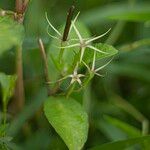 Ruellia tuberosa 果實