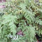 Corydalis cheilanthifolia Habitus